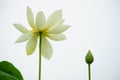 Lotus flower white petal bud Royalty Free Stock Photo