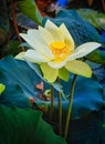 Lotus flower white petals yellow ornamental center pod