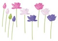 lotus flower white pink and purple isolated on white background illustration vector Royalty Free Stock Photo