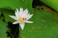 Lotus flower white or water Lilly and the bee sucked nectar in pollen. close up beautiful in nature Royalty Free Stock Photo