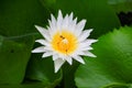 Lotus flower white or water lilly and the bee sucked in pollen. close up beautiful in nature Royalty Free Stock Photo