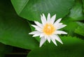 Lotus flower white or water lilly. close- up beautiful in nature Royalty Free Stock Photo