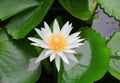 Lotus flower white or water lilly. close- up beautiful in nature Royalty Free Stock Photo