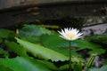 Lotus flower white or water lilly. close- up beautiful in nature Royalty Free Stock Photo