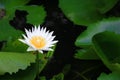 Lotus flower white or water lilly. close- up beautiful in nature Royalty Free Stock Photo