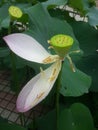 a lotus flower whose petals almost fall, only a lump of lotus seed is left