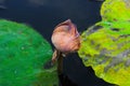 The lotus flower wither in a pond Royalty Free Stock Photo