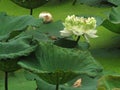 The lotus flower withered while still blooming along with its fresh green leaves