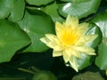 Lotus flower