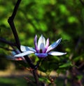 Lotus-flowered Magnolia flower closeup,beautiful