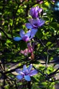 Lotus-flowered Magnolia flower closeup, beautiful