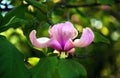 Lotus-flowered Magnolia flower closeup, Royalty Free Stock Photo