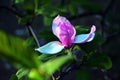 Lotus-flowered Magnolia flower closeup, Royalty Free Stock Photo