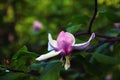Lotus-flowered Magnolia flower closeup Royalty Free Stock Photo