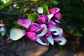 Lotus-flowered Magnolia flower closeup, Royalty Free Stock Photo