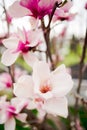 Lotus-flowered Magnolia Royalty Free Stock Photo