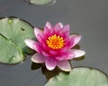 A lotus flowering on the water