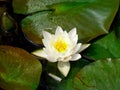 A lotus flowering on the water