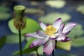 Lotus flowers