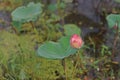 Lotus flowers,beautil aquatic plant Royalty Free Stock Photo