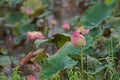 Lotus flowers,beautil aquatic plant Royalty Free Stock Photo