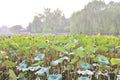 Lotus flowers in Beihai Park Royalty Free Stock Photo