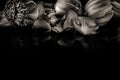 Lotus flowers in black and white on a black background Royalty Free Stock Photo