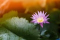 Lotus flowers bloom in the morning after rain Royalty Free Stock Photo