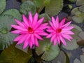 lotus flowers bloom in my garden pond Royalty Free Stock Photo