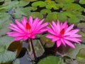 lotus flowers bloom in my garden pond Royalty Free Stock Photo