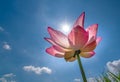 Lotus flowers bloom in the sun on summer mornings.