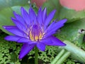 Lotus flowers bloom very beautiful (a close-up image or macro) Royalty Free Stock Photo