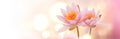 Lotus flowers blooming over pink blurred background. Water lily flower close up. Waterlily close-up. Blooming pink aquatic flowers