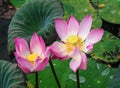 Lotus flowers blooming on the pond Royalty Free Stock Photo