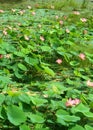 Lotus flowers and buds with green leaves Royalty Free Stock Photo