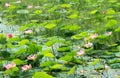 Green leaves with lotus flowers and buds. Royalty Free Stock Photo