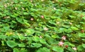 Lotus flowers and buds with green leaves Royalty Free Stock Photo