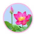 Lotus flowers in circle Royalty Free Stock Photo