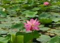 Two lotus flowers are electing on the water surface