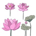 Lotus flowers are drawn with lines and painted with delicate shades. Set of isolated large open flower buds. For invitations and Royalty Free Stock Photo