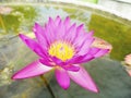 Lotus flowers