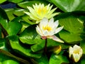 Lotus flowers flowering Royalty Free Stock Photo