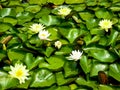 Lotus flowers flowering Royalty Free Stock Photo