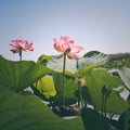 Lotus flowers