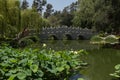 Lotus flowers in front of the bridge in the Chinese garden Royalty Free Stock Photo