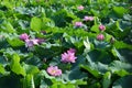 Lotus flowers in full bloom in Japanese lotus garden. Royalty Free Stock Photo