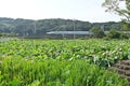 Lotus flowers in full bloom in Japanese lotus garden. Royalty Free Stock Photo