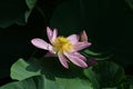 Lotus flowers in full bloom in Japanese lotus garden. Royalty Free Stock Photo