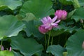 Lotus flowers in full bloom in Japanese lotus garden. Royalty Free Stock Photo