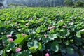 Lotus flowers in full bloom in Japanese lotus garden. Royalty Free Stock Photo